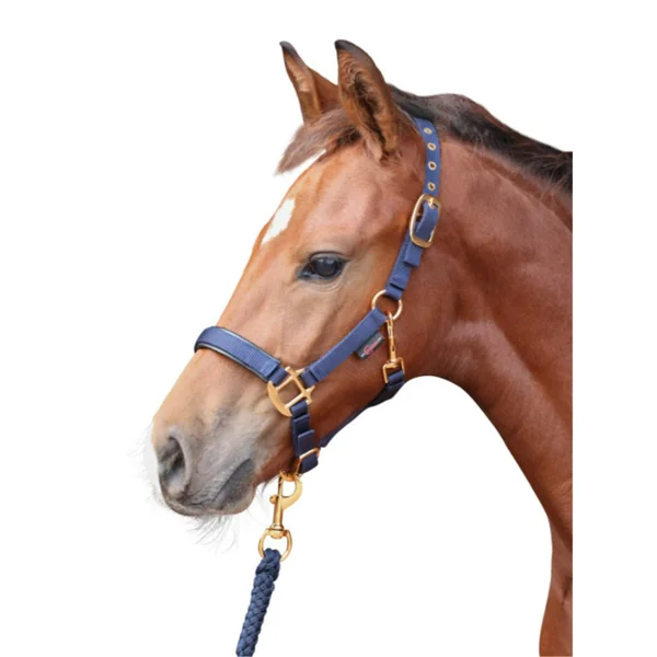 LICOL TOPLINE NAVY, POULAIN