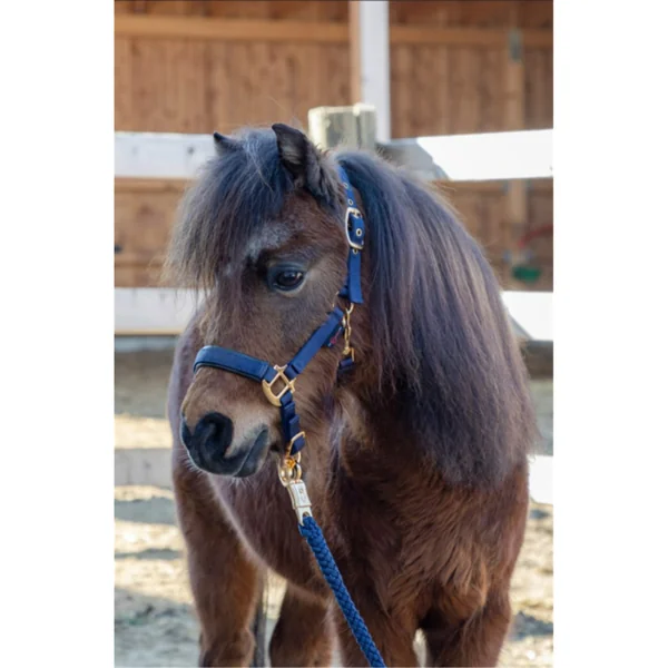 LICOL TOPLINE NAVY, POULAIN